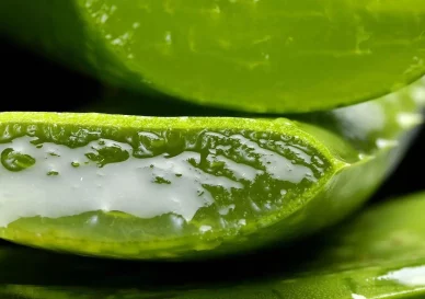 The-benefits-of-Aloe-Vera-on-your-skin