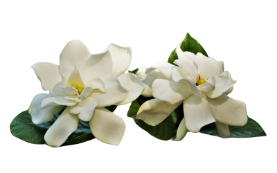 scent-of-venus-white-soap-gardenia-115g-λευκό-σαπούνι-με-γαρδένια-venussecrets.com