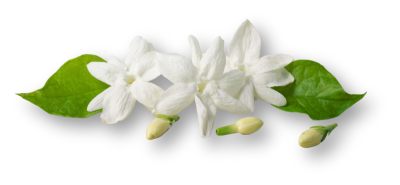 scent-of-venus-white-soap-jasmine-115g-λευκό-σαπούνι-με-γιασεμί-venussecrets.com
