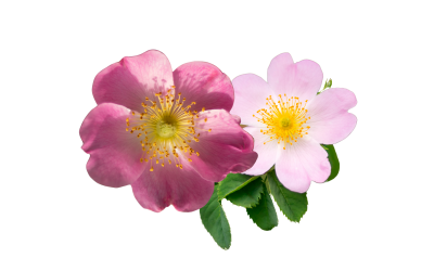 scent-of-venus-white-soap-wild-rose-115g-λευκό-σαπούνι-με-τριαντάφυλλο-venussecrets.com